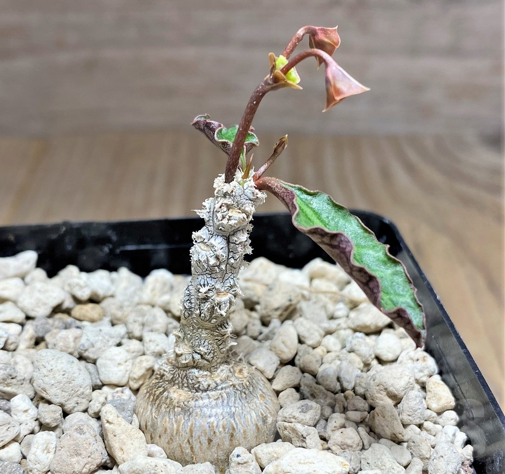 SHPR25608 Euphorbia ambovombensis - Image 2