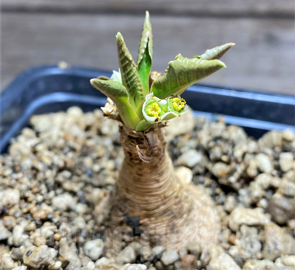 SHPR25611 Euphorbia primulifolia