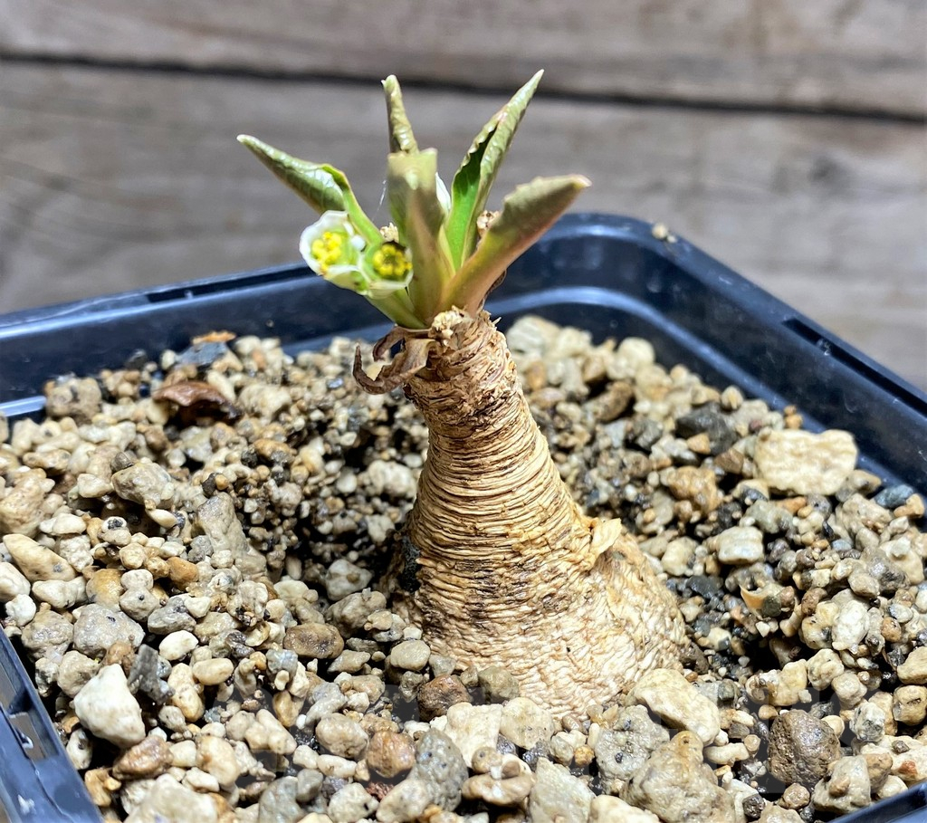 SHPR25611 Euphorbia primulifolia - Зображення 2