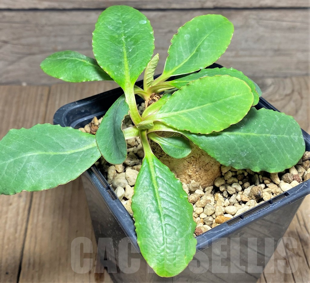 SHPR25612 Euphorbia primulifolia – Bild 2