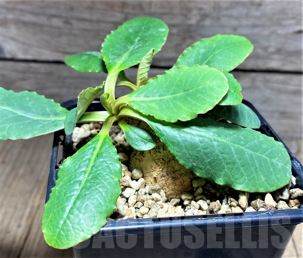 SHPR25612 Euphorbia primulifolia