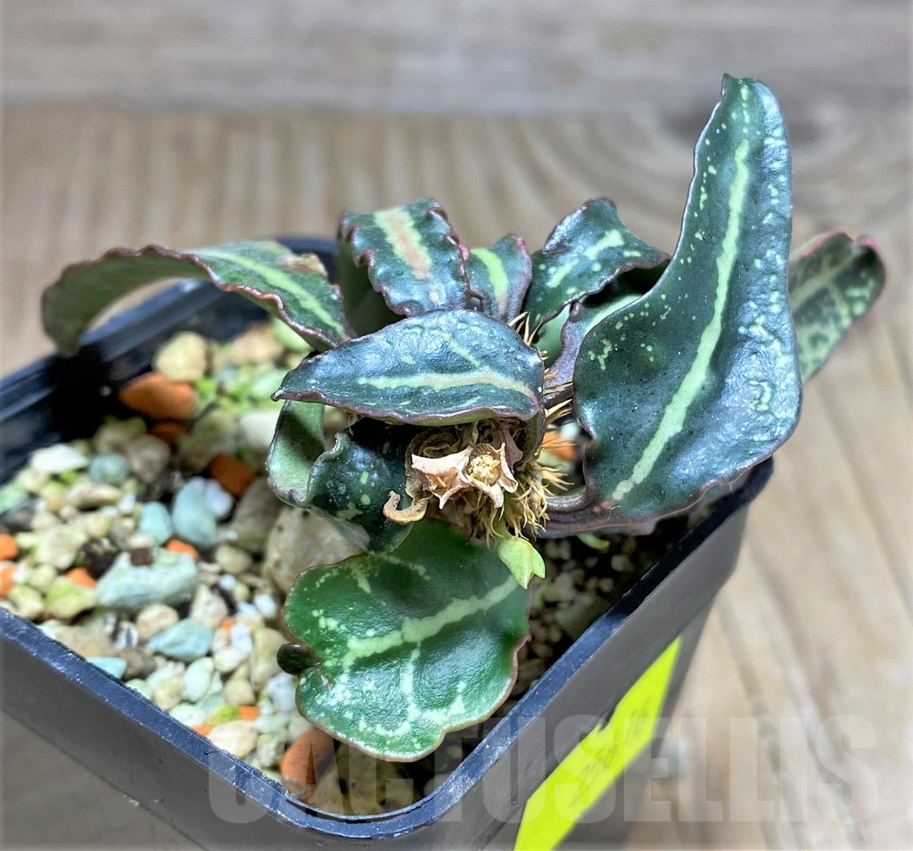 SHPR25616 Euphorbia francoisii hybrid - immagine 2