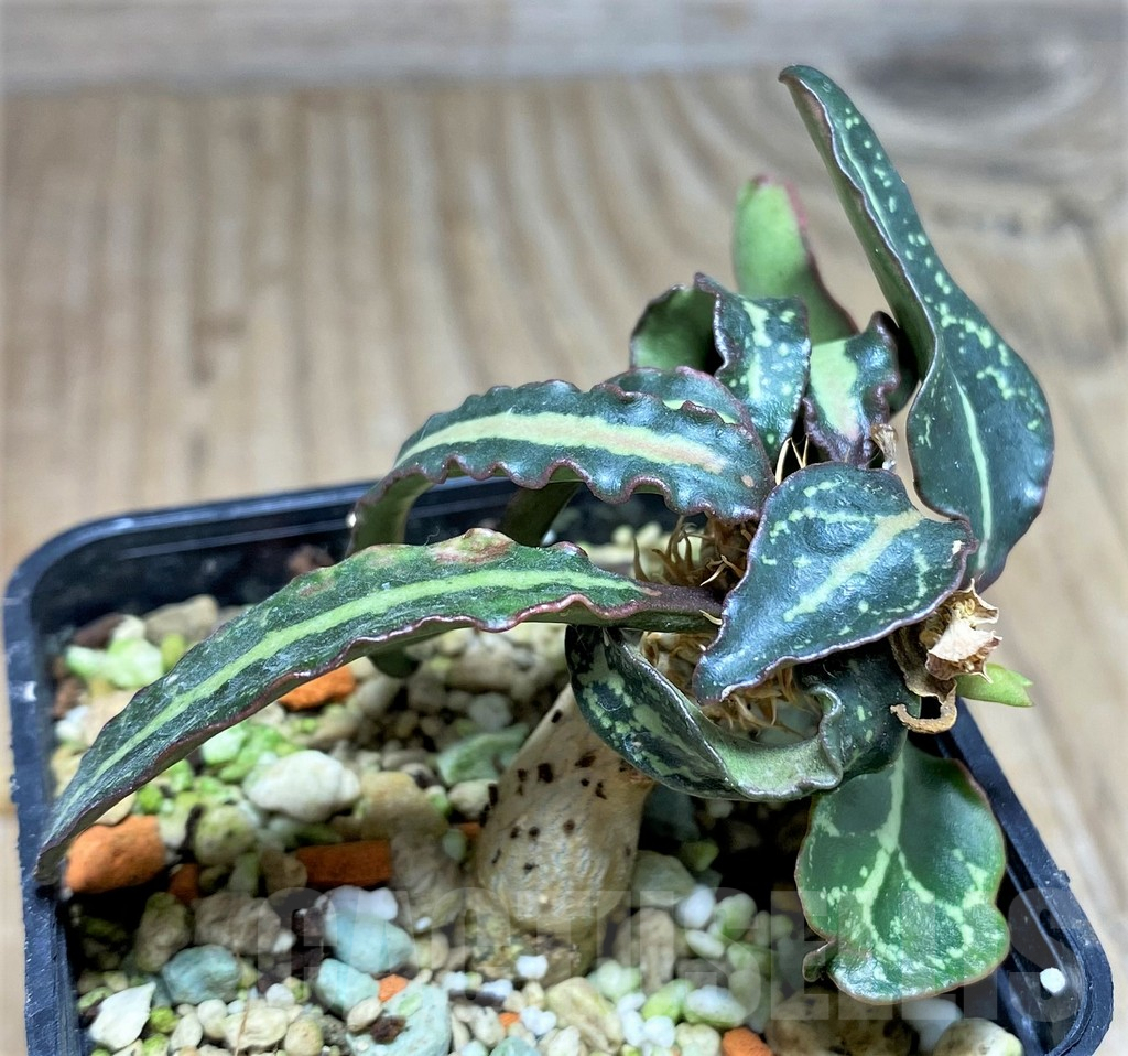 SHPR25616 Euphorbia francoisii hybrid - immagine 3