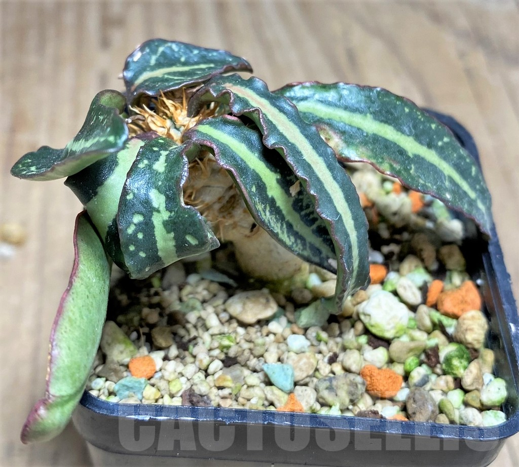 SHPR25616 Euphorbia francoisii hybrid