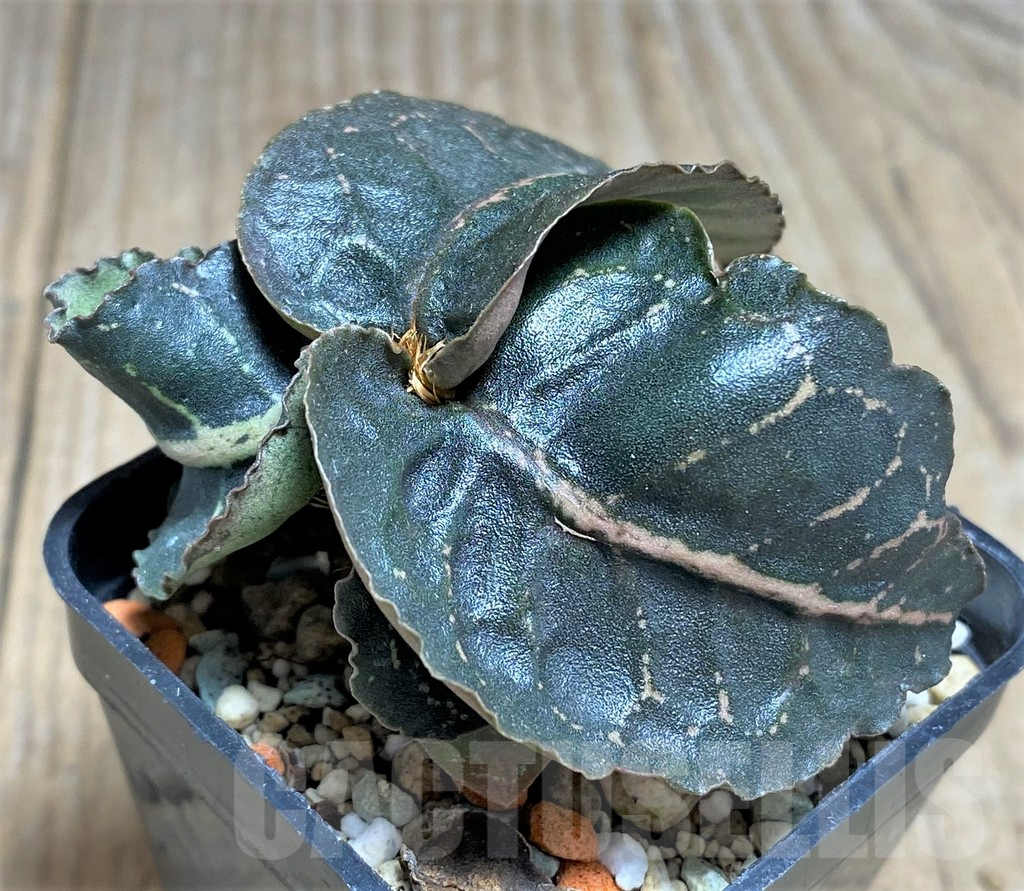 SHPR25617 Euphorbia francoisii hybrid