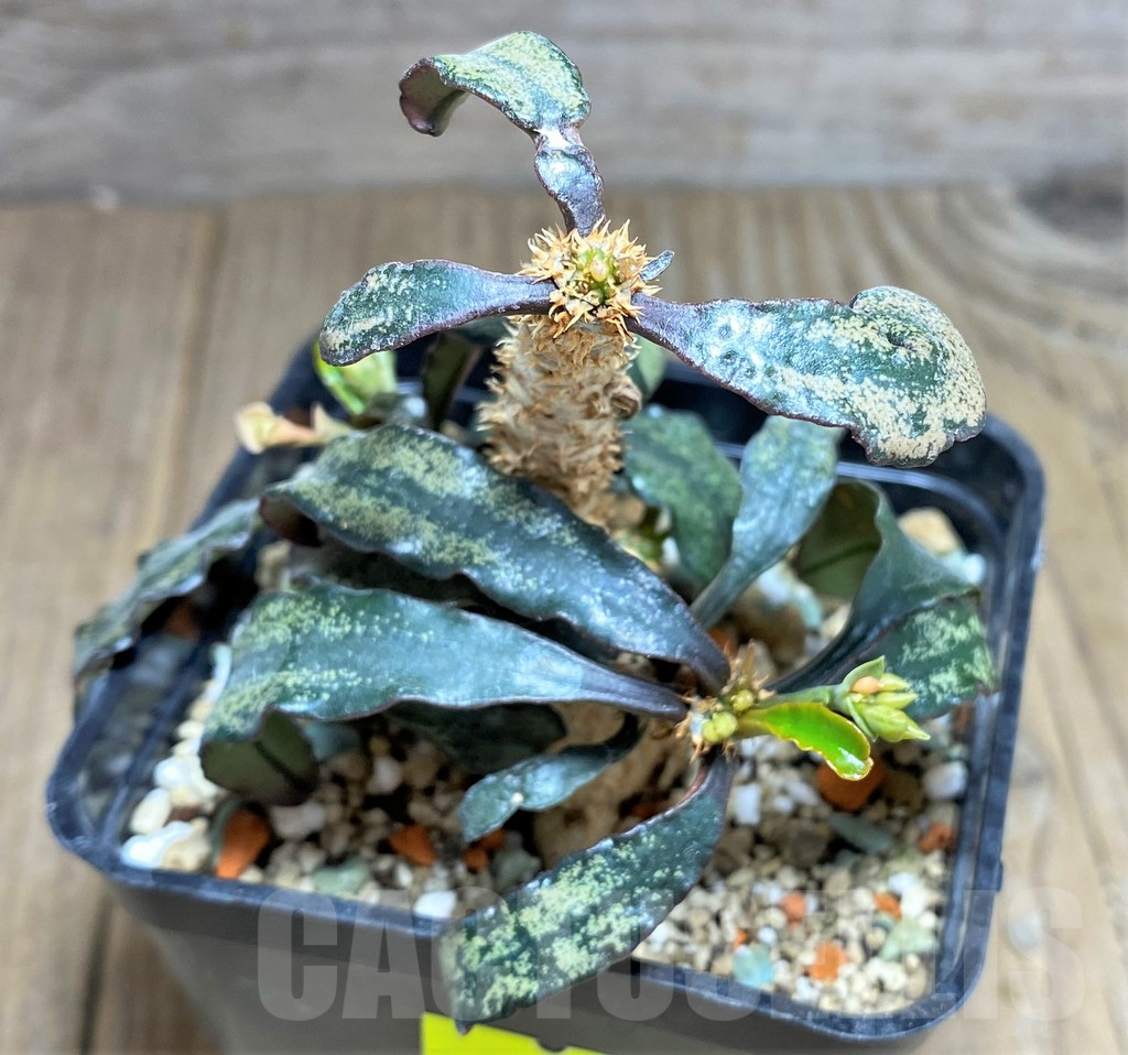 SHPR25619 Euphorbia francoisii hybrid - Image 2