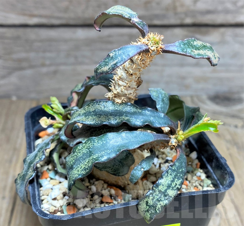 SHPR25619 Euphorbia francoisii hybrid - Image 3