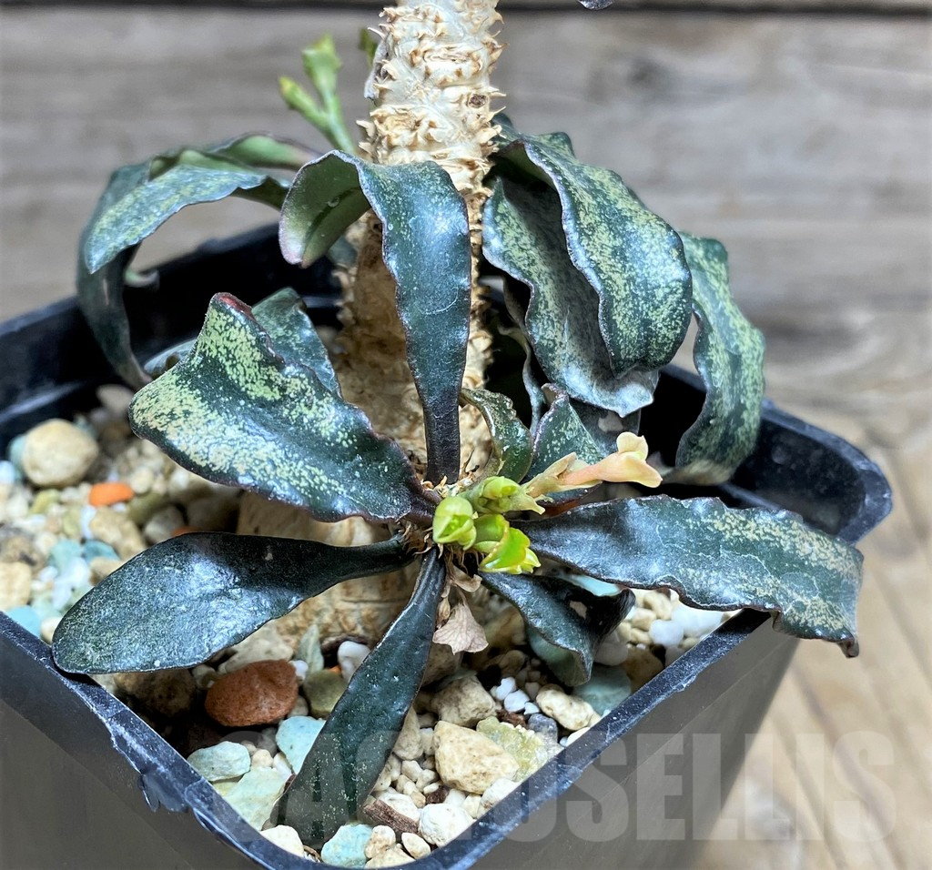 SHPR25619 Euphorbia francoisii hybrid