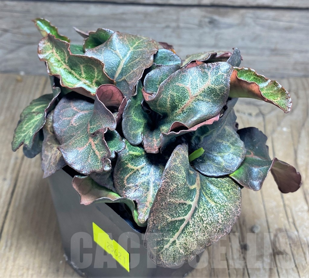 SHPR25621 Euphorbia francoisii hybrid