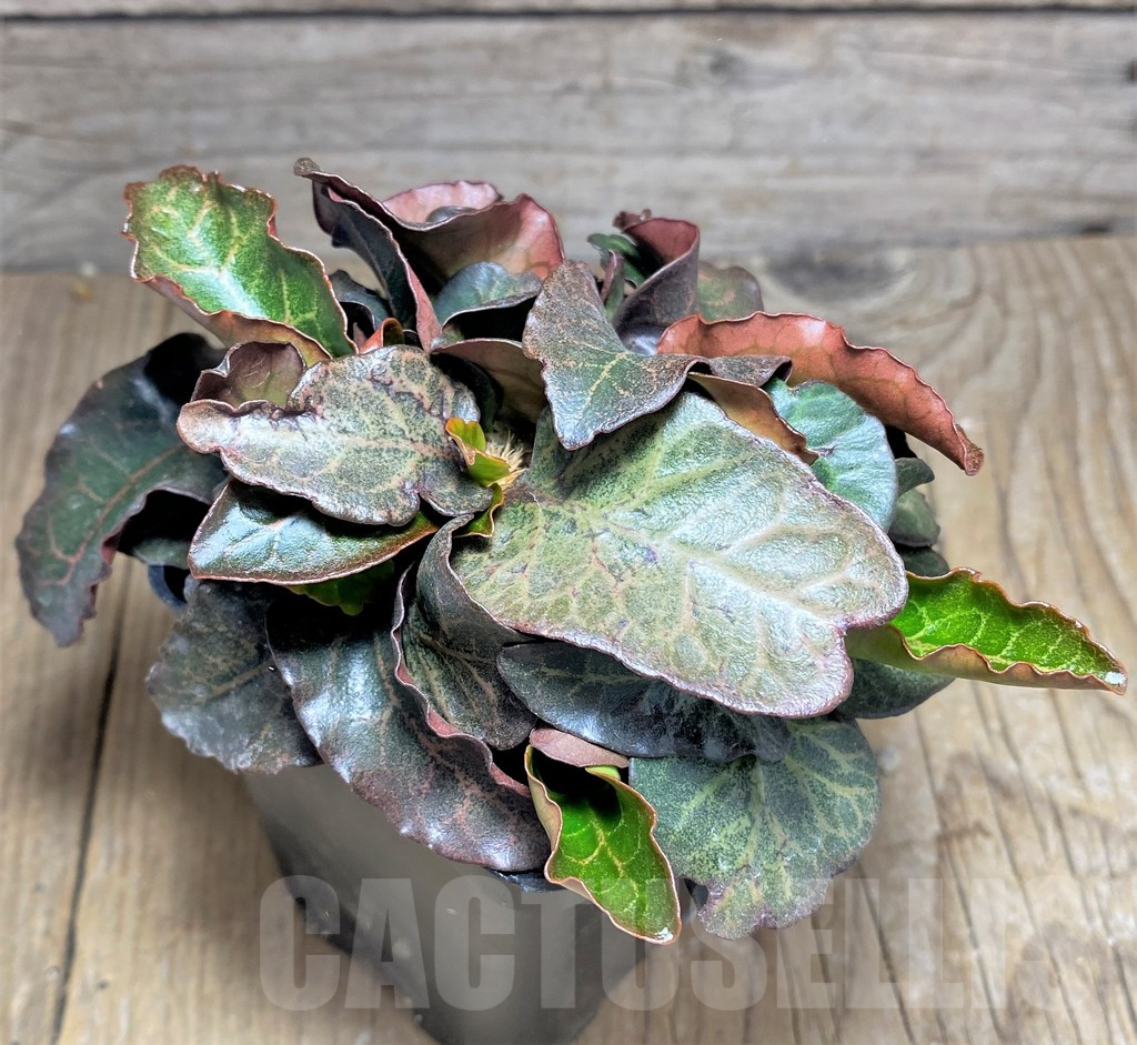 SHPR25621 Euphorbia francoisii hybrid - Image 2