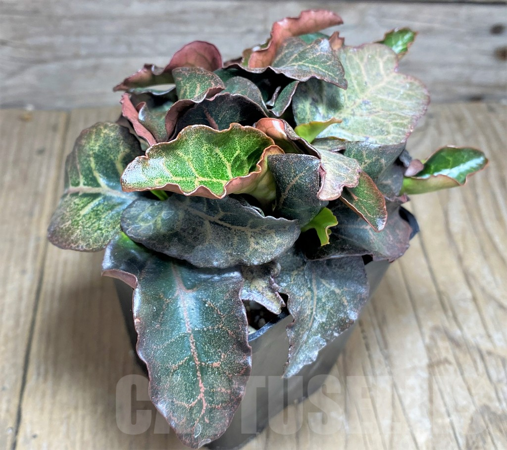 SHPR25621 Euphorbia francoisii hybrid - Image 3