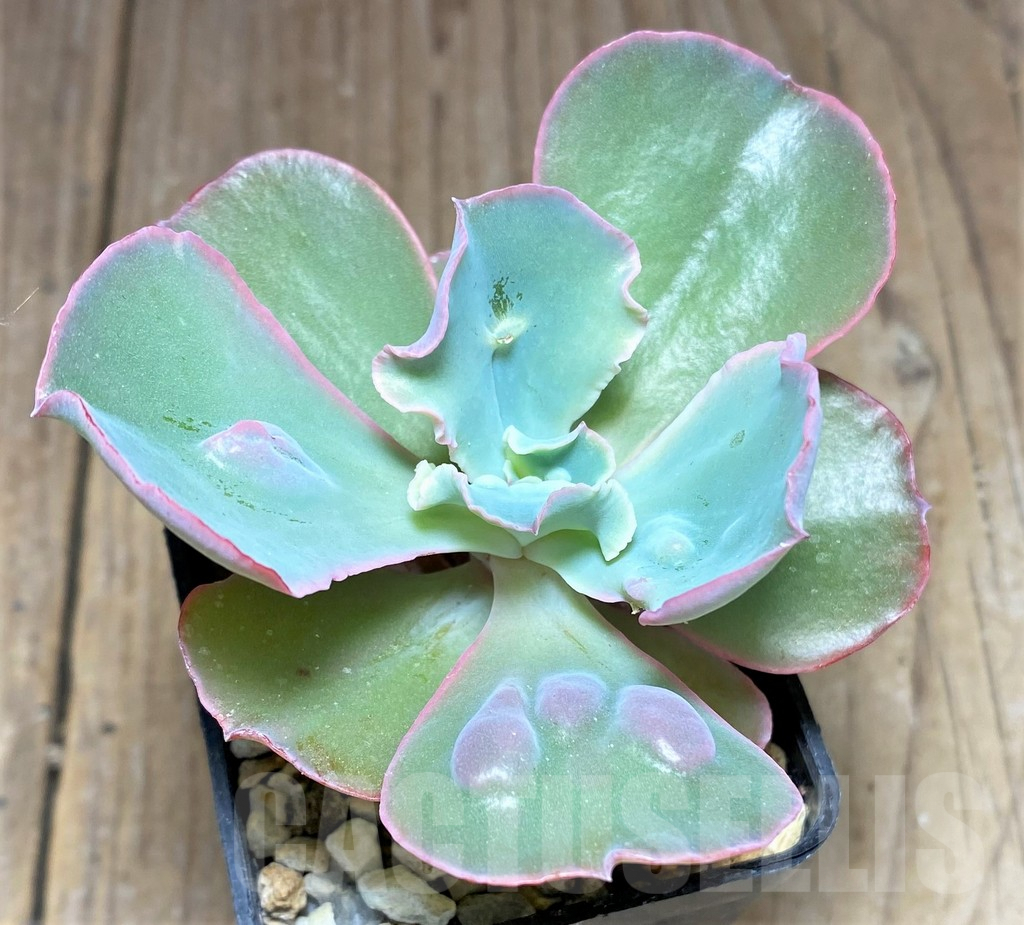 SHPR25728 Echeveria 'Etna'