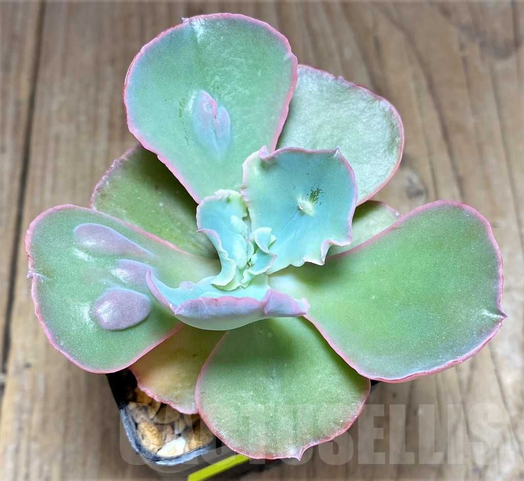 SHPR25728 Echeveria 'Etna' - Image 2