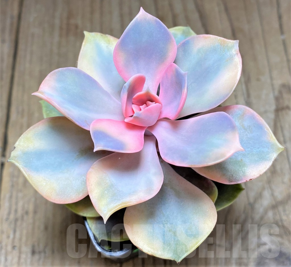 SHPR25729 Echeveria 'Rainbow'