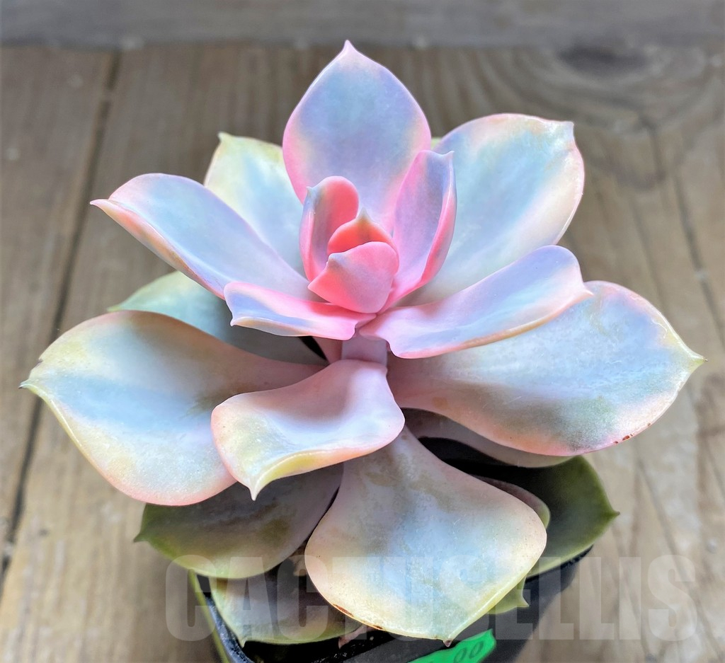SHPR25729 Echeveria 'Rainbow' - Image 2
