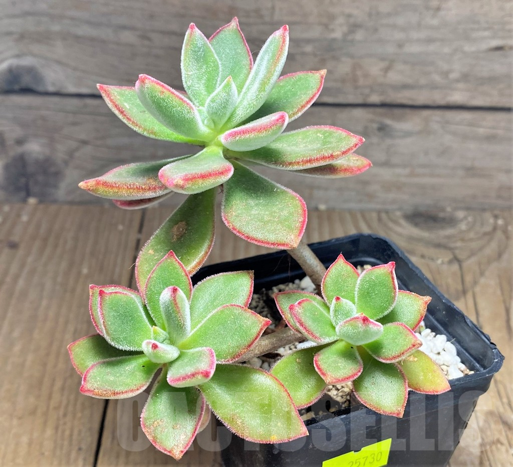 SHPR25730 Echeveria pulvinata ‘Ruby’