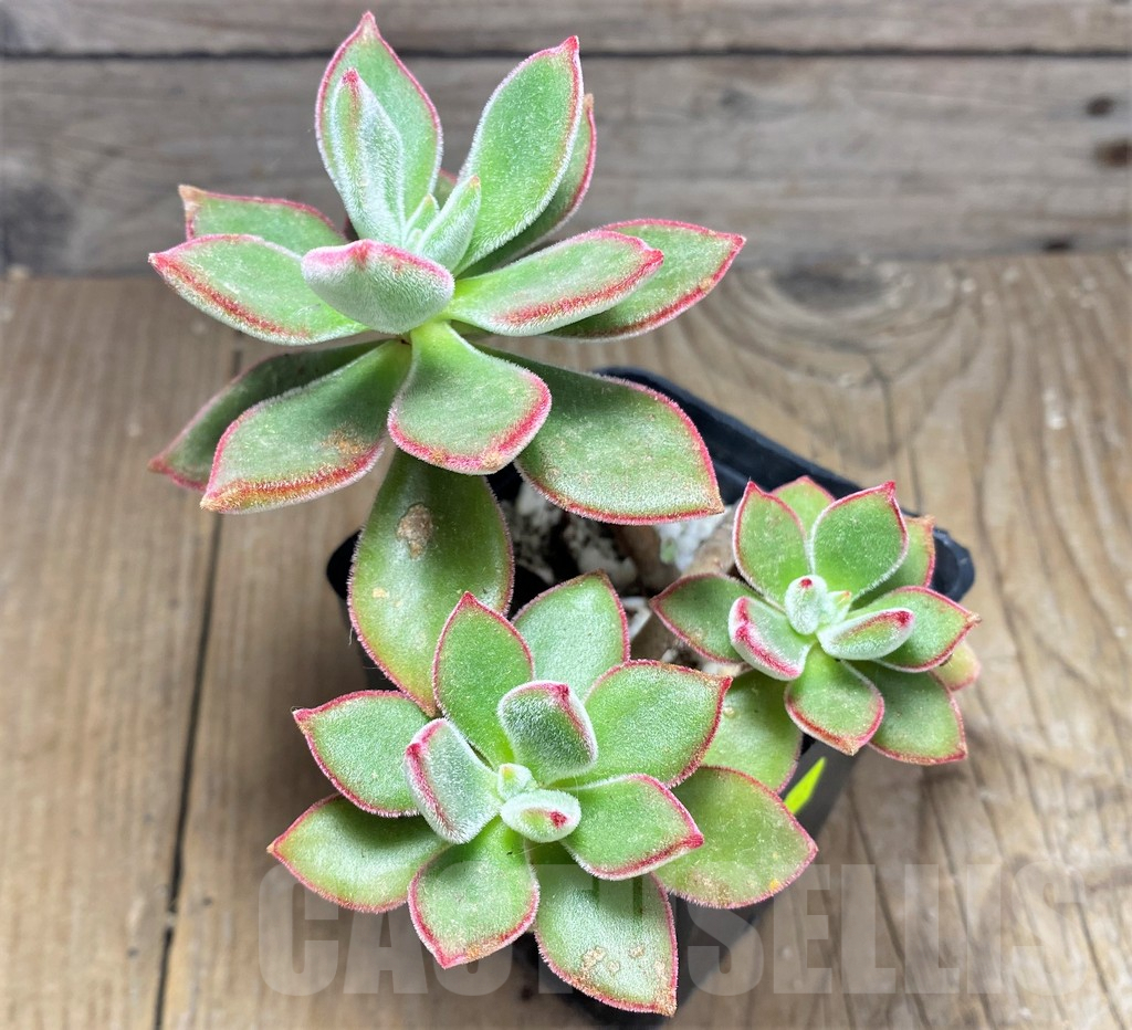 SHPR25730 Echeveria pulvinata ‘Ruby’ - Image 2