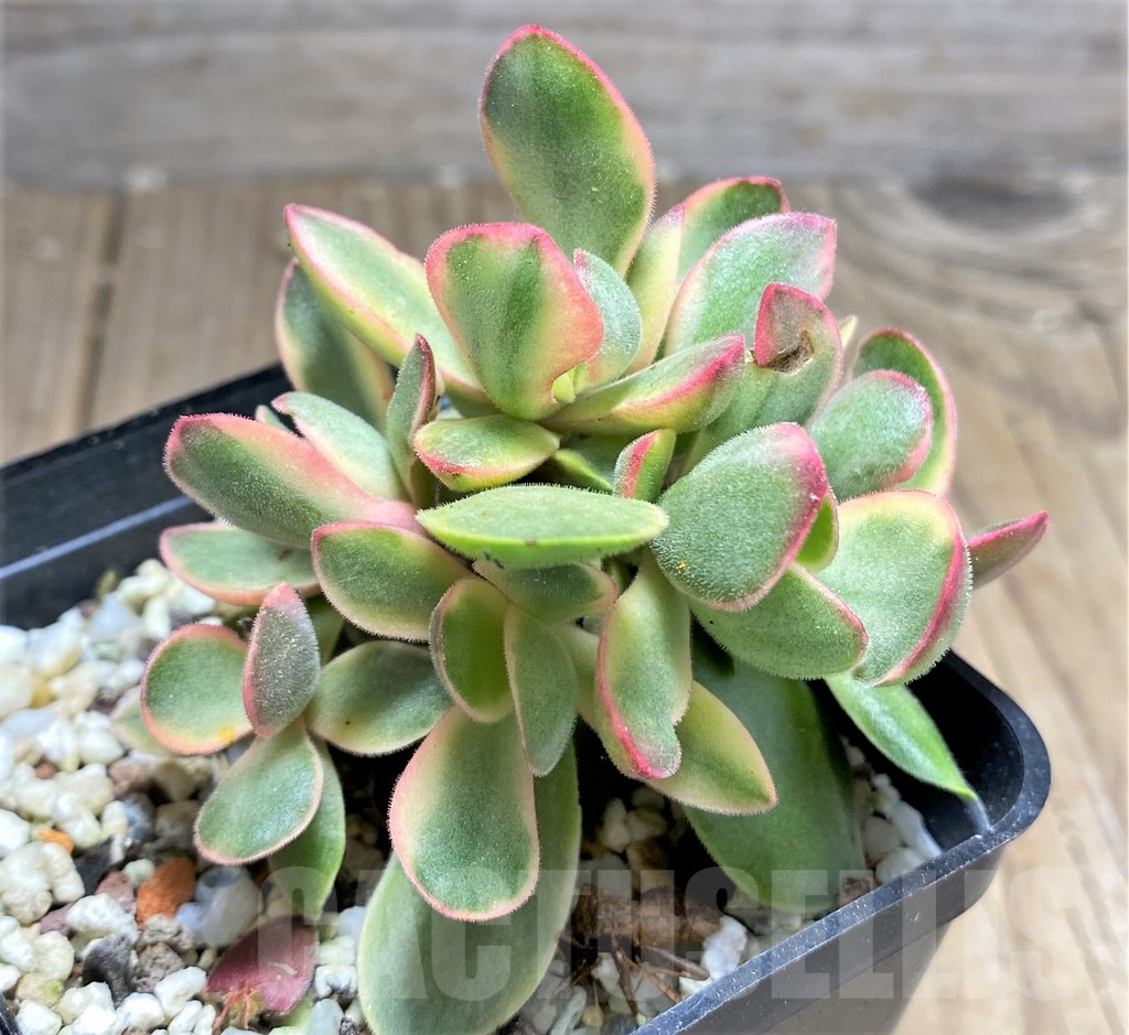 SHPR25734 Crassula swaziensis f. variegata