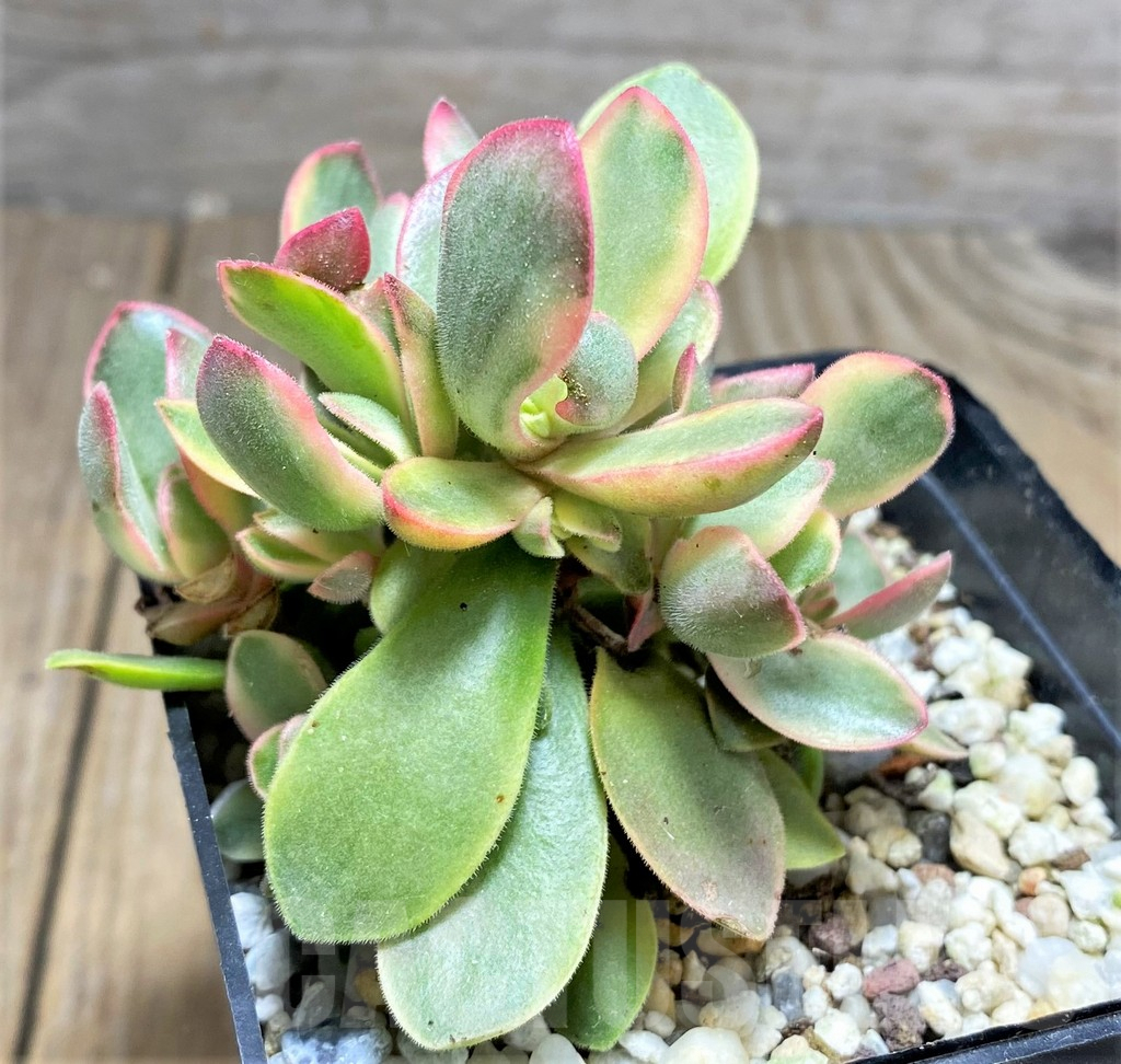 SHPR25734 Crassula swaziensis f. variegata - Image 2