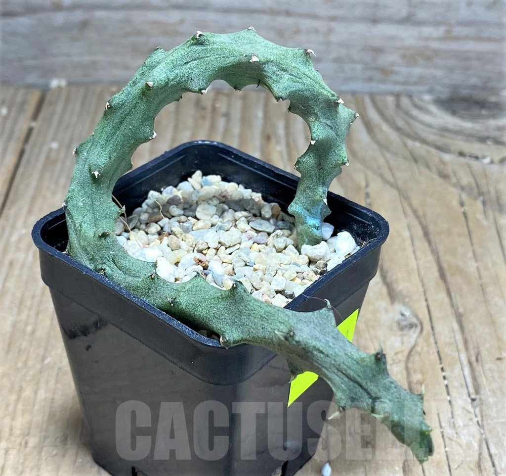 SHPR25741 Ceropegia stapeliiformis - Imagen 2