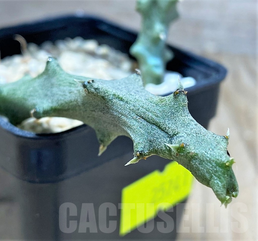 SHPR25741 Ceropegia stapeliiformis