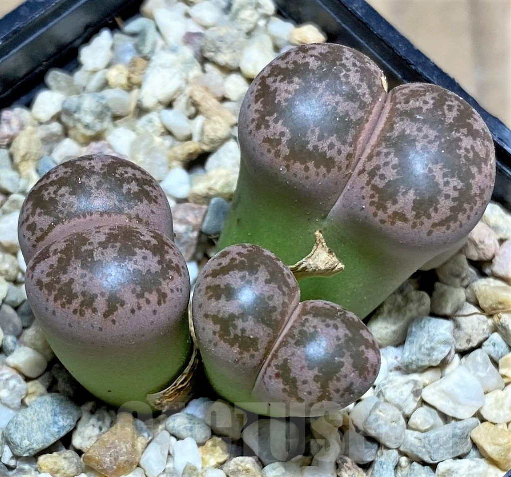 SHPR25754 Lithops coleorum
