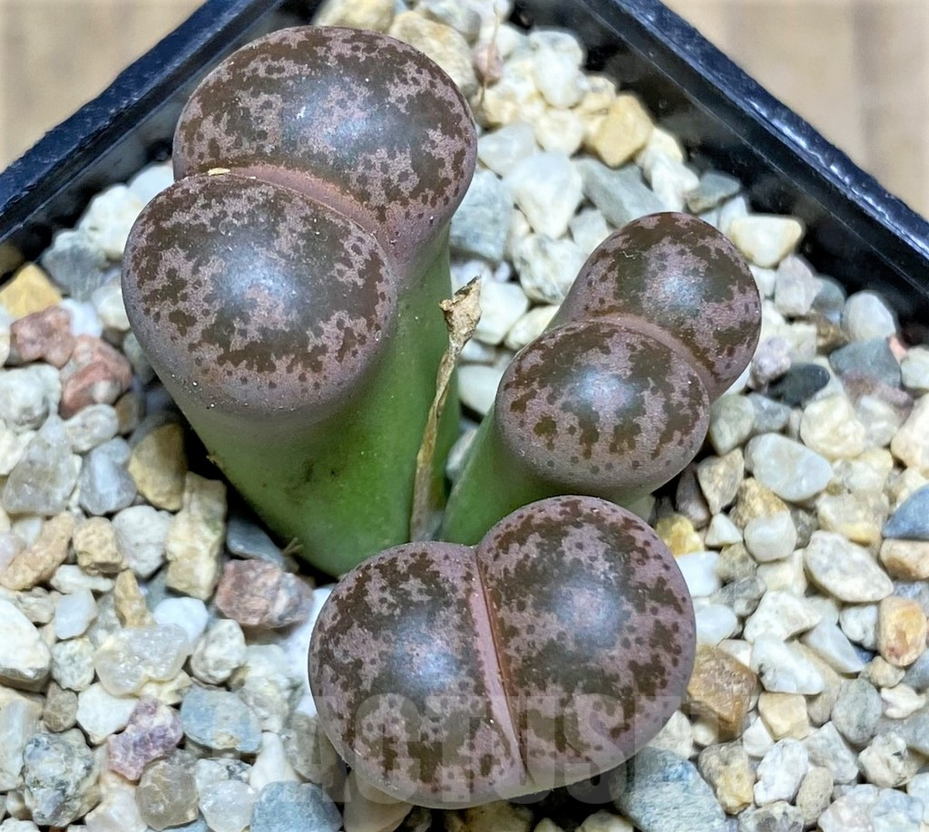 SHPR25754 Lithops coleorum – Image 2