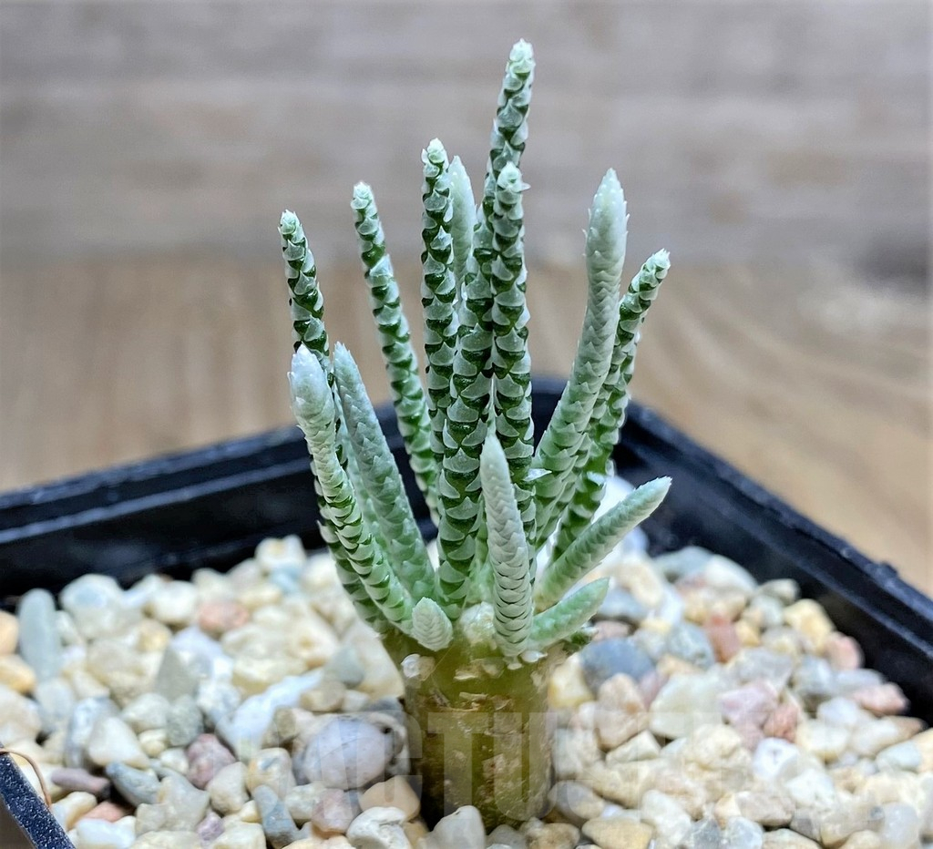 SHPR25757 Avonia quinaria