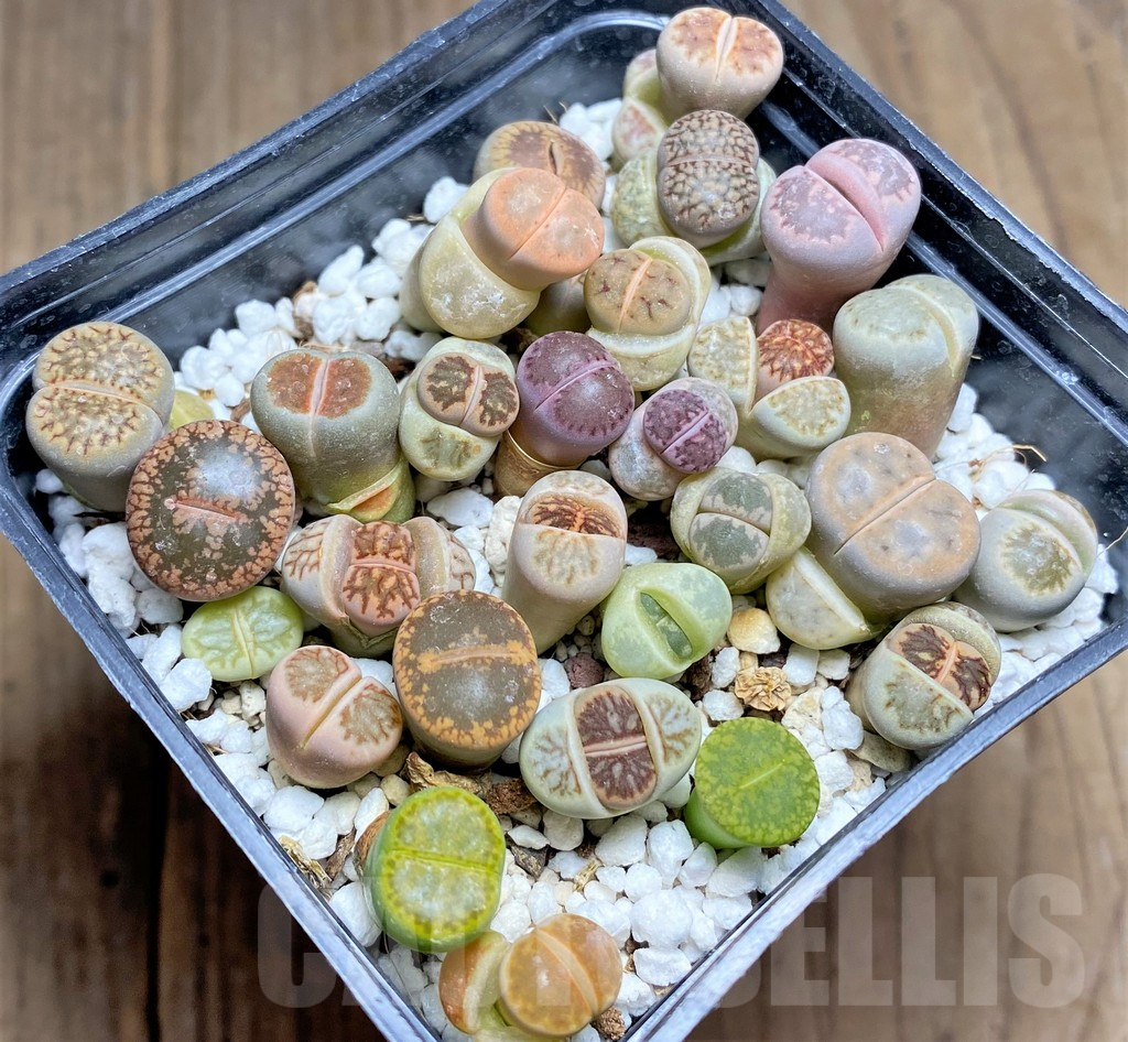SHPR25809 Lithops mix - Imagen 2
