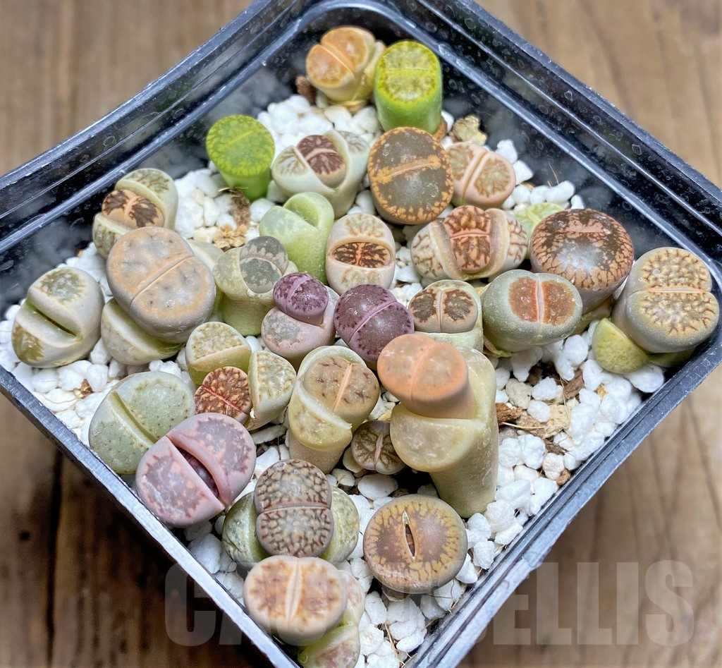 SHPR25809 Lithops mix
