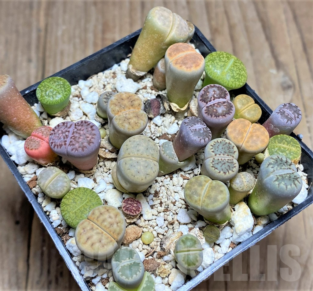 SHPR25810 Lithops mix