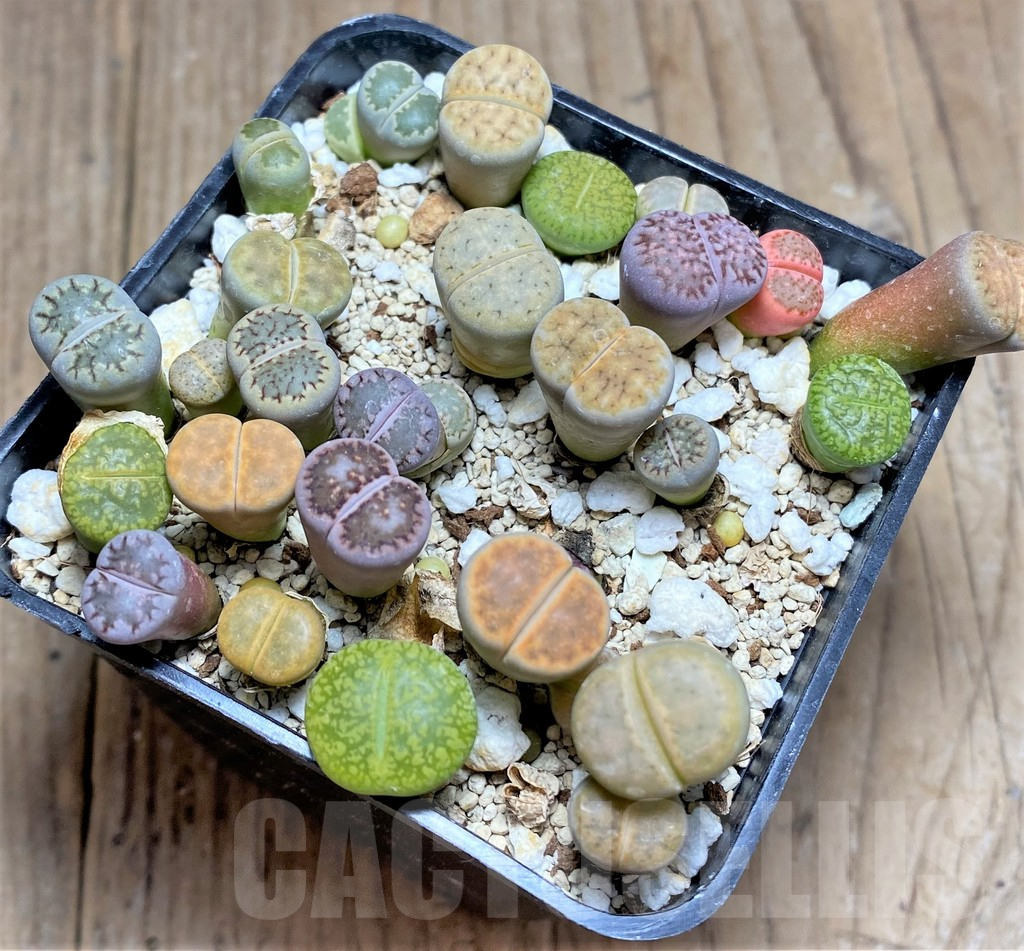 SHPR25810 Lithops mix - Image 2