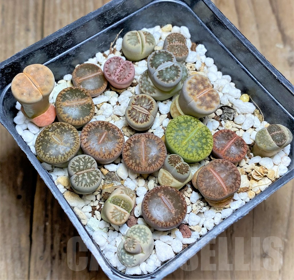 SHPR25811 Lithops mix
