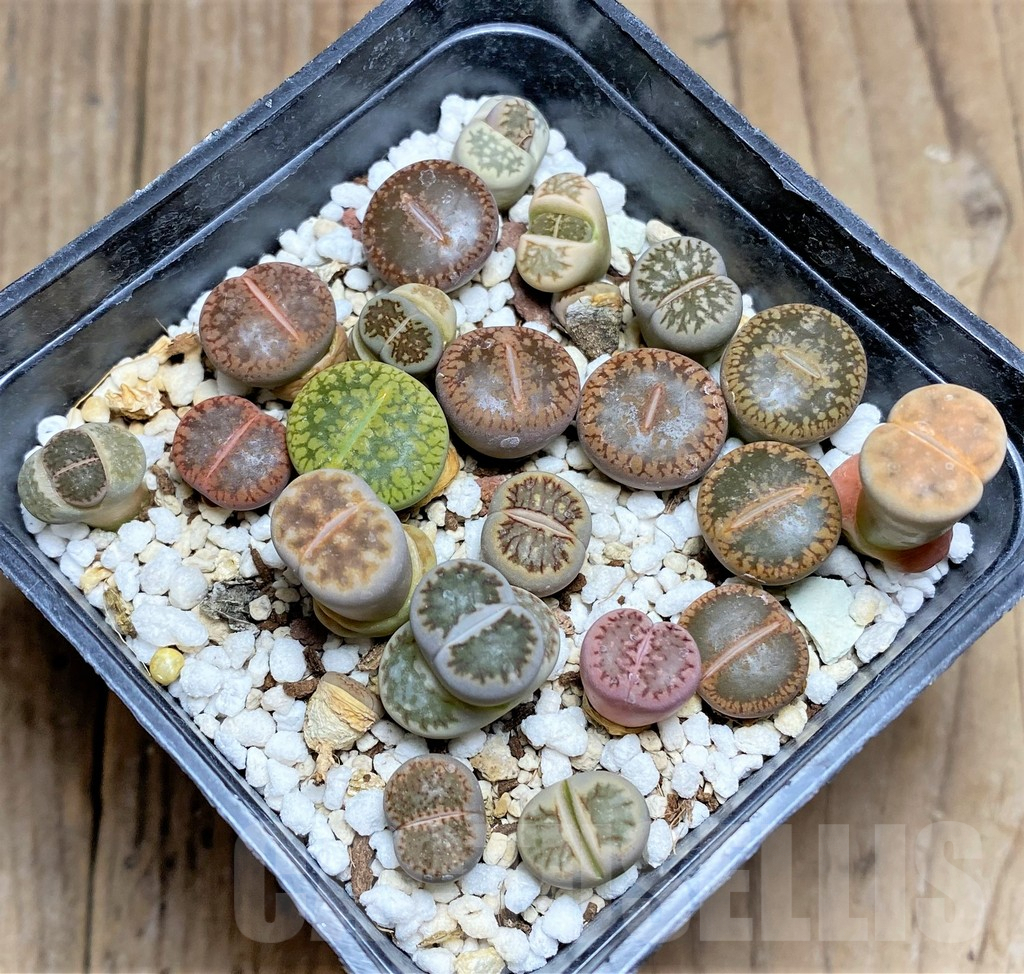 SHPR25811 Lithops mix - Obrázek 2