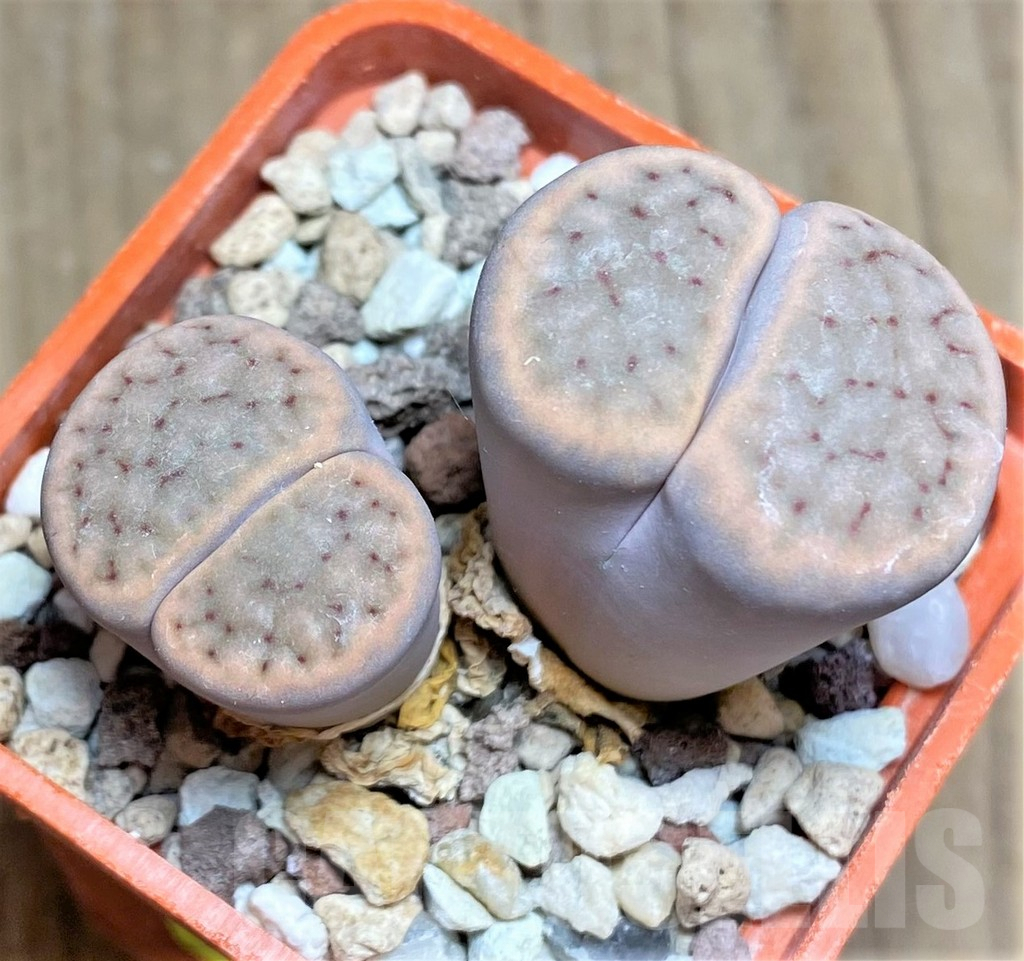 SHPR25812 Lithops schwantesii C146