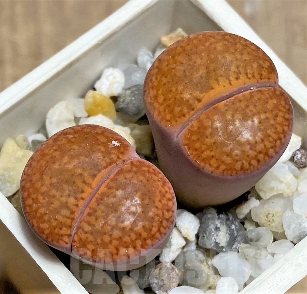 SHPR25816 Lithops aucampiae C255 -15km SZ Postmasburg-