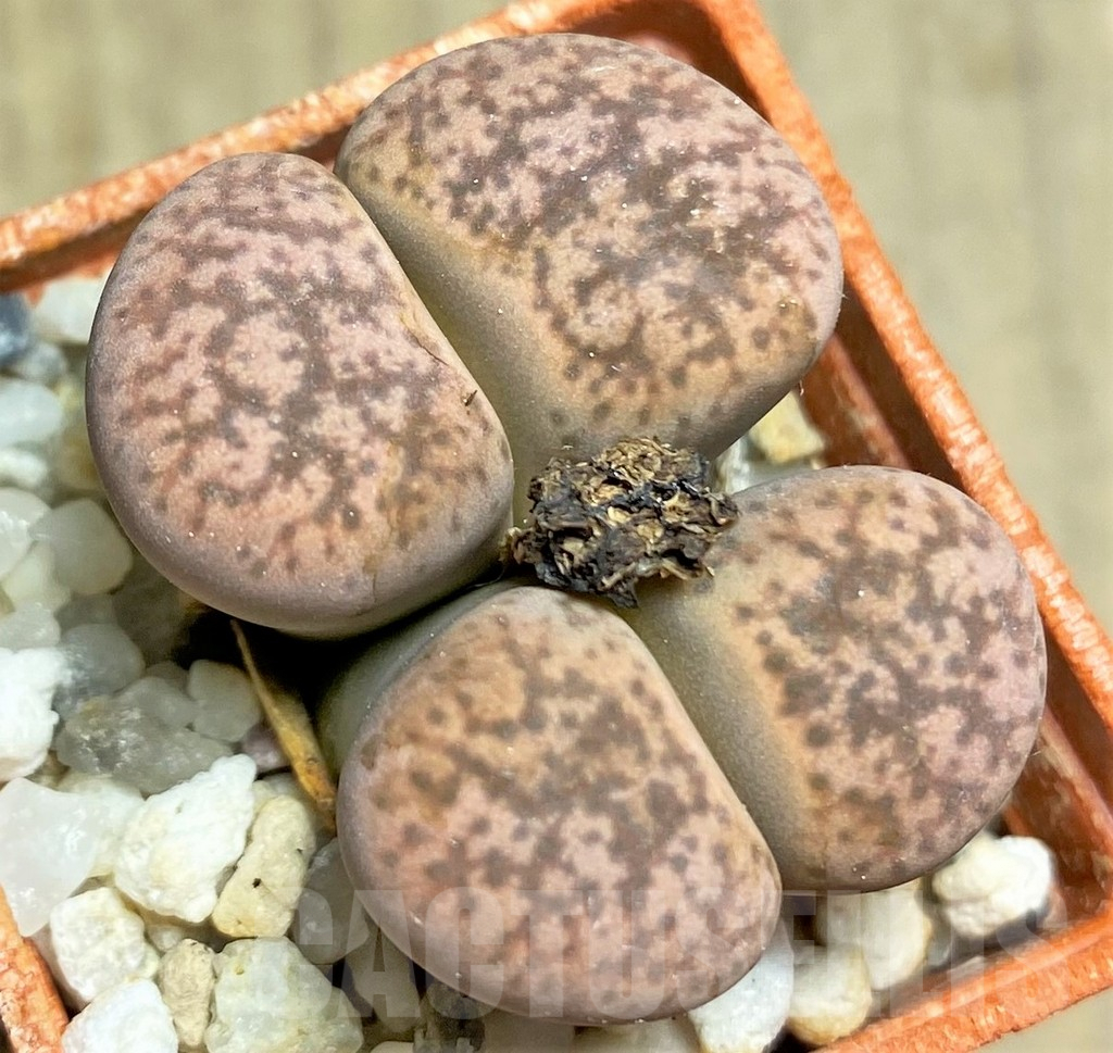 SHPR25817 Lithops gesinae v. annae