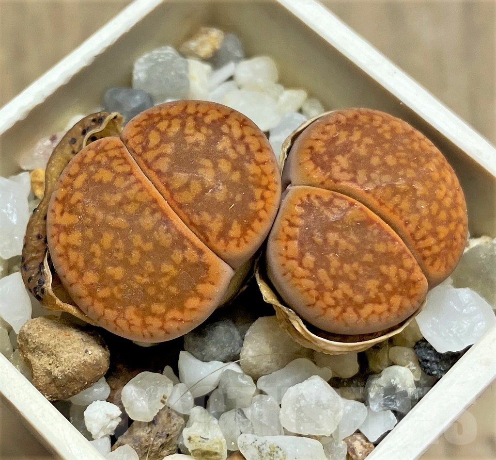 SHPR25818 Lithops aucampiae C255 SH1625