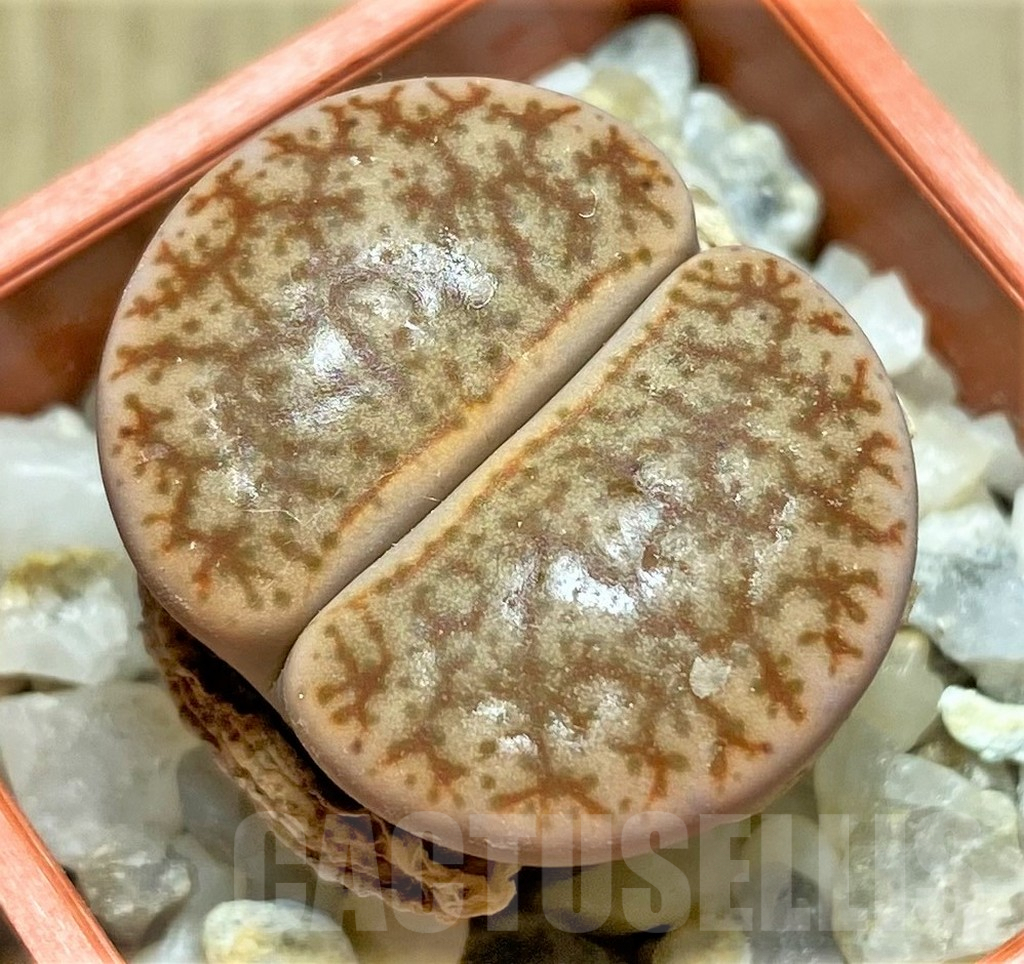 SHPR25820 Lithops pseudotruncatella v. mundtii