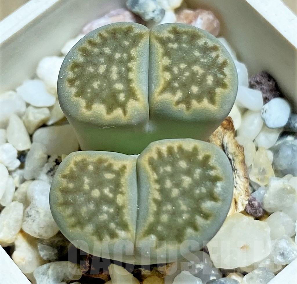 SHPR25822 Lithops hallii v. ochracea 'Green Soapstone' C111A
