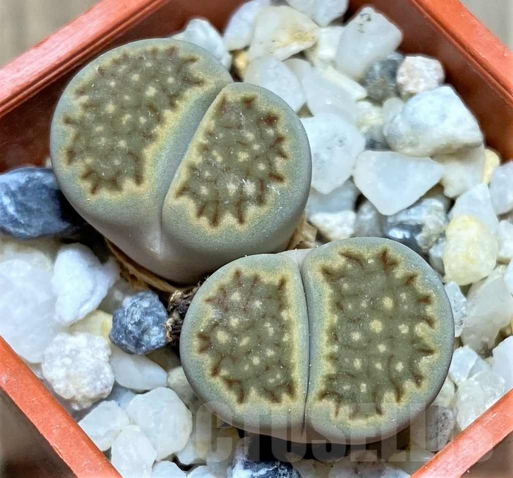 SHPR25823 Lithops hallii v. ochracea 'Green Soapstone' C111A