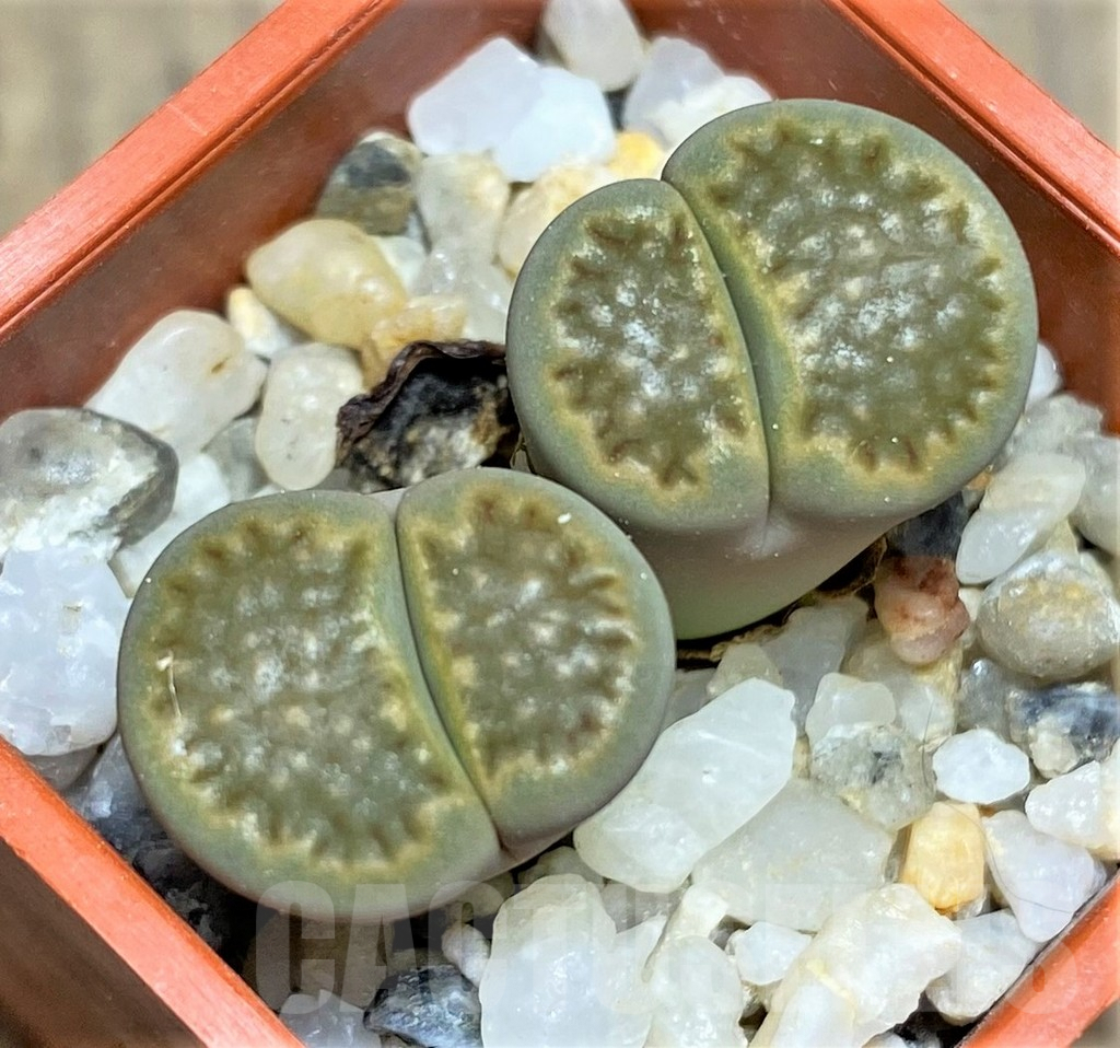 SHPR25824 Lithops hallii v. ochracea 'Green Soapstone' C111A