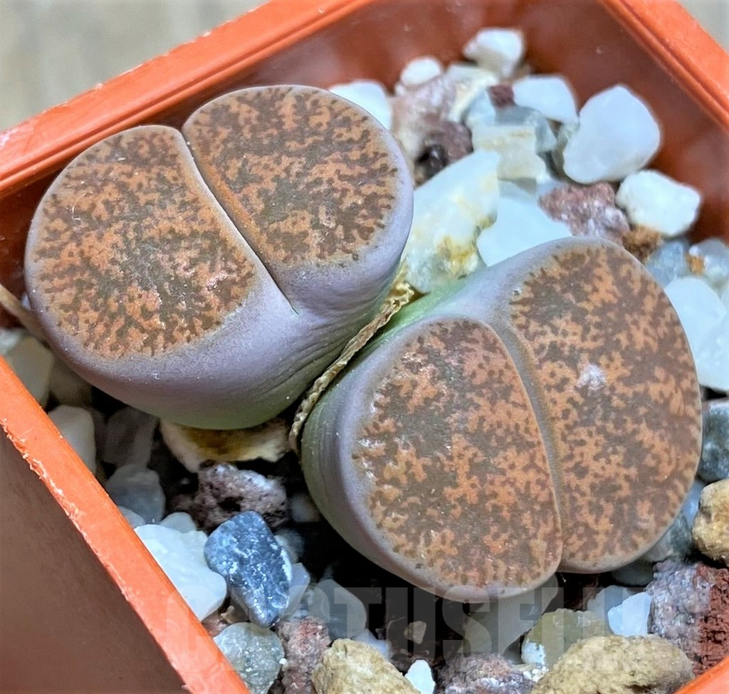 SHPR25825 Llithops lesliei SH 1621, Herming Spruits