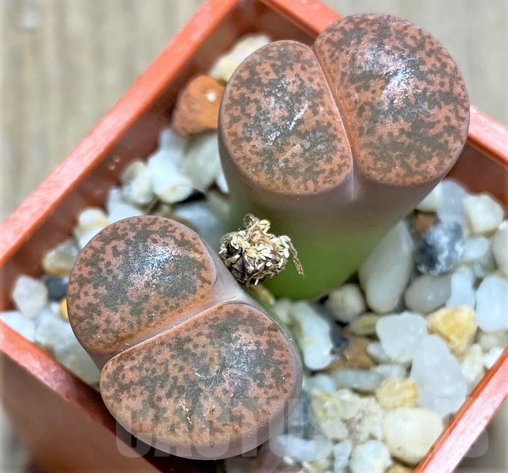 SHPR25826 Llithops lesliei SH 1621, Herming Spruits