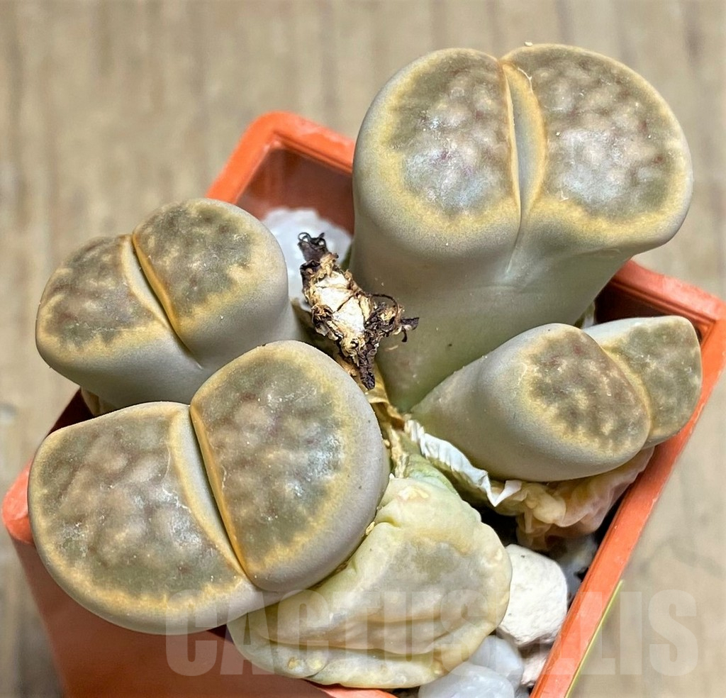 SHPR25827 Lithops karasmontana, Signalberg Form C065A