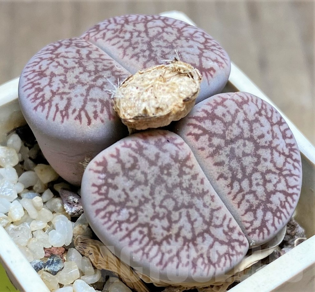 SHPR25828 Lithops aucampiae ssp. euniceae v. fluminalis