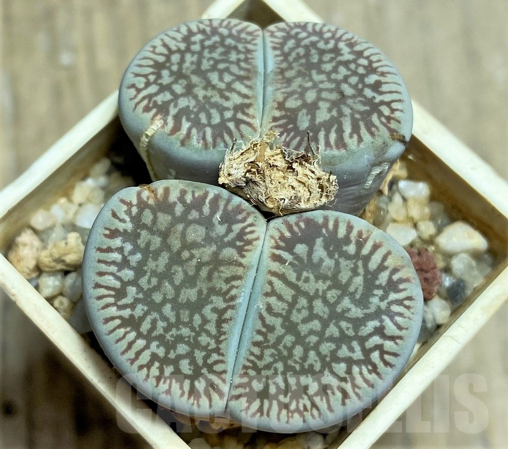 SHPR25830 Lithops aucampiae ssp. euniceae v. fluminalis