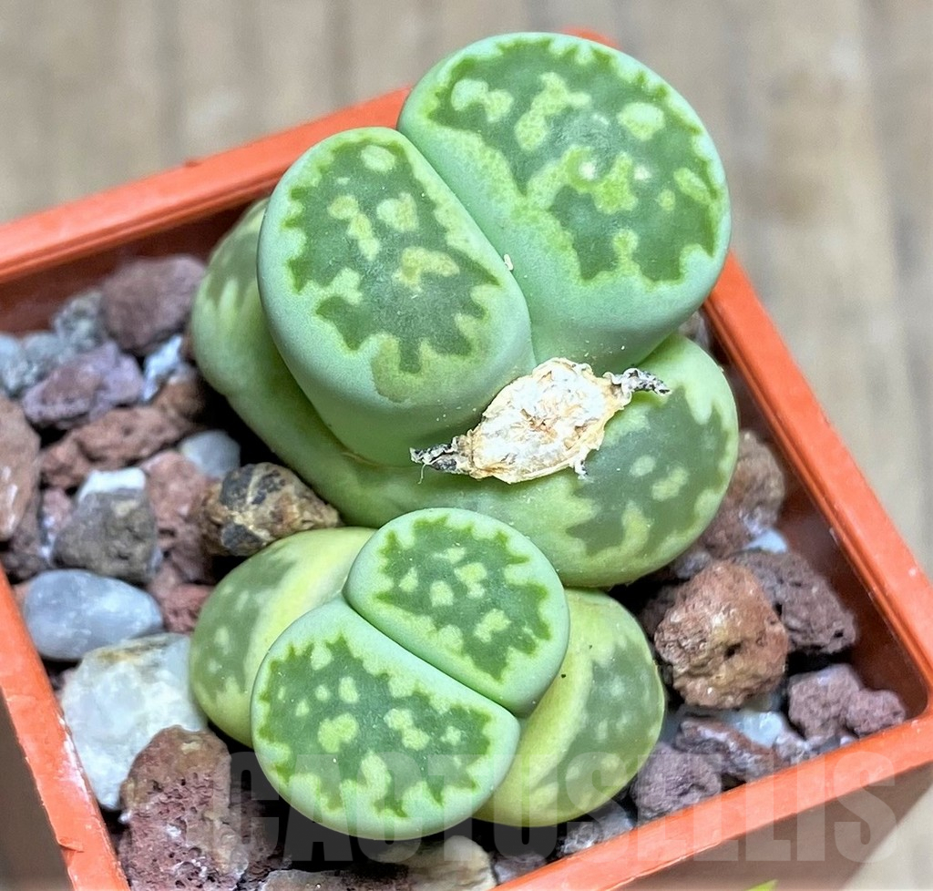 SHPR25831 Lithops julii ssp. fulleri 'Fullergreen'