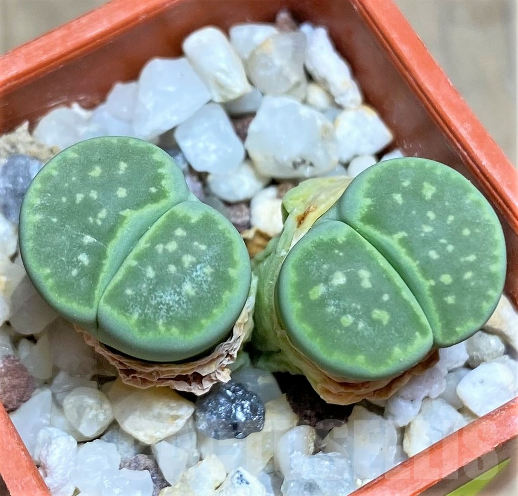 SHPR25832 Lithops julii ssp. fulleri 'Fullergreen'