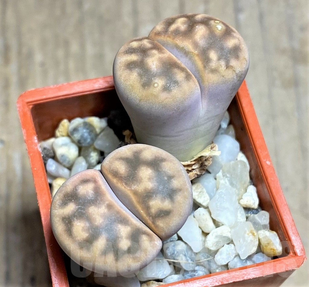 SHPR25833 Lithops karasmontana, Signalberg Form C065A